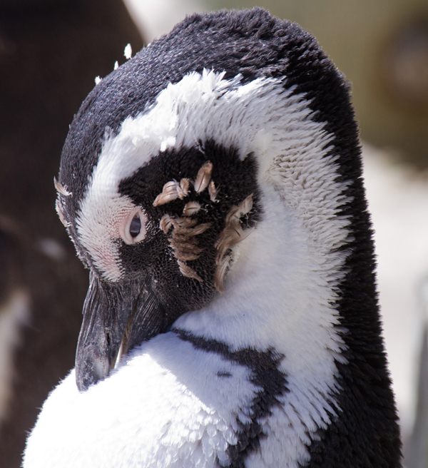 Spot patterns are unique to each bird